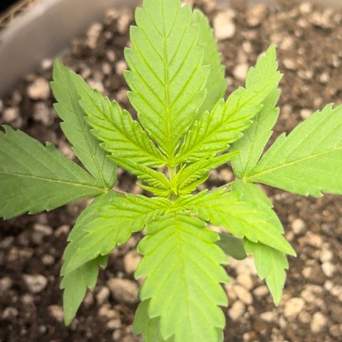 Cotton Candy  growlog photo: O dia todo sem tirar do Grow 