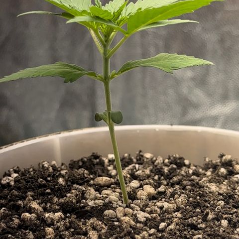 Cotton Candy  growlog photo: O dia todo sem tirar do Grow 