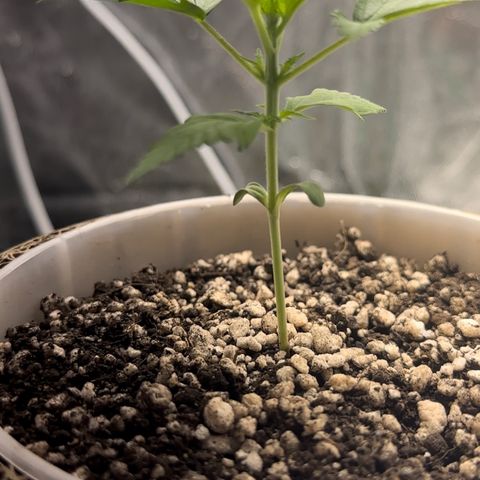 Cotton Candy  growlog timeline photo