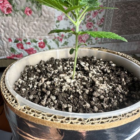 Cotton Candy  growlog timeline photo