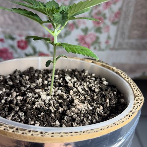 Cotton Candy  growlog timeline photo