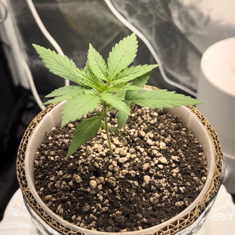 Cotton Candy  growlog timeline photo