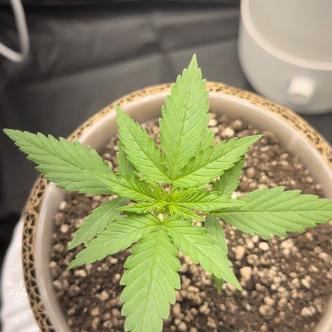 Cotton Candy  growlog timeline photo