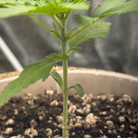 Cotton Candy  growlog timeline photo