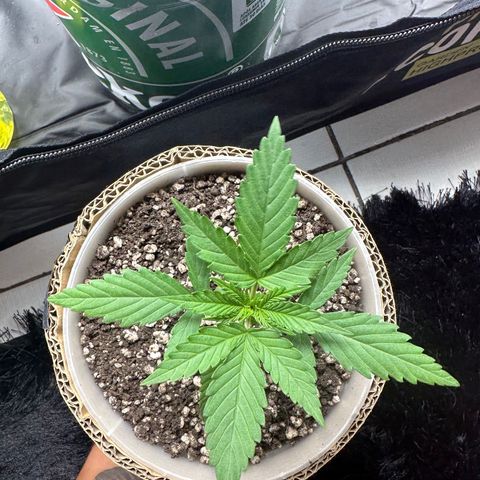 Cotton Candy  growlog timeline photo
