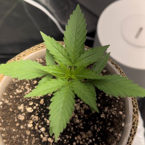 Cotton Candy  growlog timeline photo