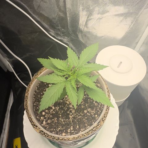Cotton Candy  growlog photo: Mas um dia contando 15 dias 
Sem ir ao sol natural só na led 
Perto de aplicar Fert…