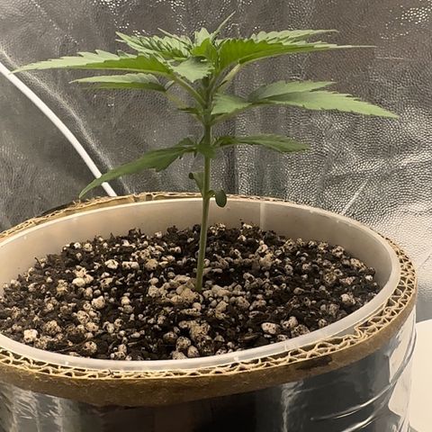 Cotton Candy  growlog photo: Mas um dia contando 15 dias 
Sem ir ao sol natural só na led 
Perto de aplicar Fert…