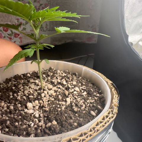 Cotton Candy  growlog photo: Mas um dia contando 15 dias 
Sem ir ao sol natural só na led 
Perto de aplicar Fert…