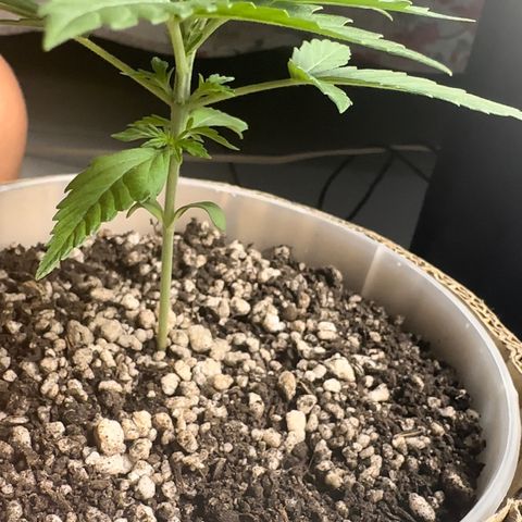 Cotton Candy  growlog photo: Mas um dia contando 15 dias 
Sem ir ao sol natural só na led 
Perto de aplicar Fert…