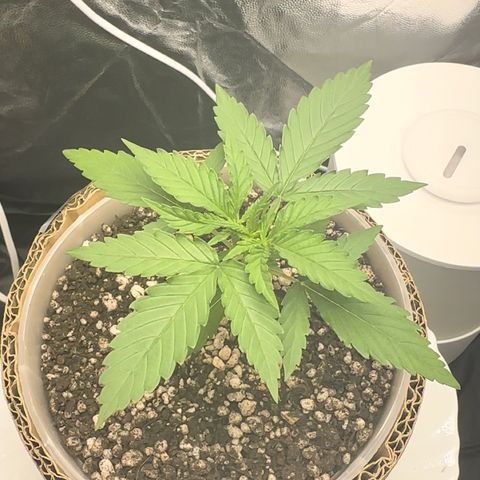 Cotton Candy  growlog photo: Mas um dia contando 15 dias 
Sem ir ao sol natural só na led 
Perto de aplicar Fert…