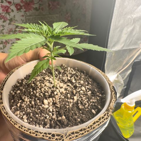 Cotton Candy  growlog photo: Mas um dia contando 15 dias 
Sem ir ao sol natural só na led 
Perto de aplicar Fert…