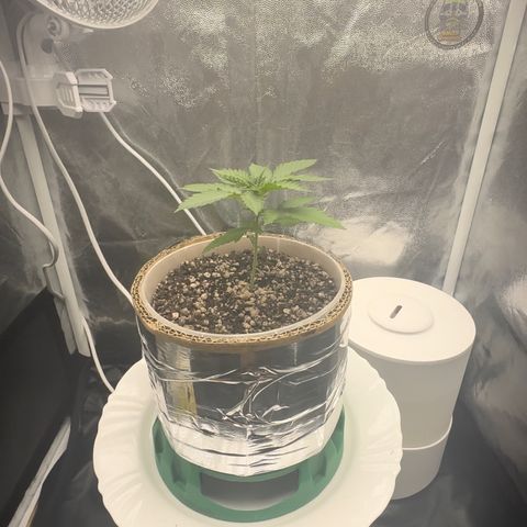 Cotton Candy  growlog photo: Mas um dia contando 15 dias 
Sem ir ao sol natural só na led 
Perto de aplicar Fert…