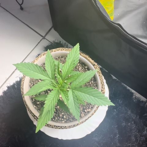 Cotton Candy  growlog photo: Mas um dia contando 15 dias 
Sem ir ao sol natural só na led 
Perto de aplicar Fert…