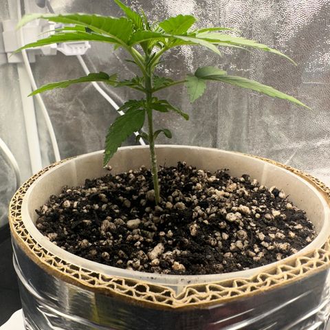 Cotton Candy  growlog photo: Mas umas fotos do dia 25