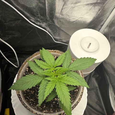 Cotton Candy  growlog photo: Mas umas fotos do dia 25