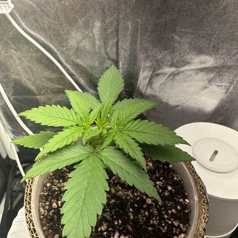 Cotton Candy  growlog photo: Mas umas fotos do dia 25
