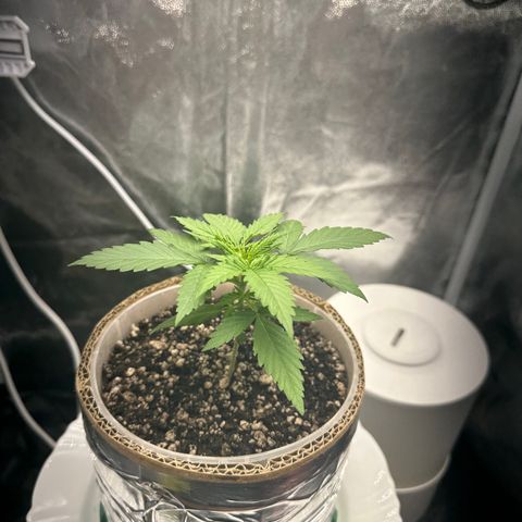 Cotton Candy  growlog photo: Mas umas fotos do dia 25