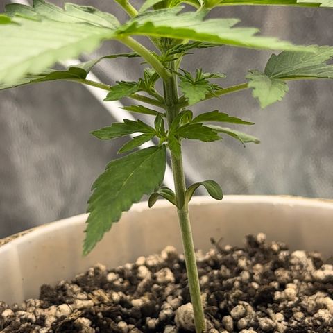 Cotton Candy  growlog photo: Mas um dia … querendo já colocar Fert kkkkkk