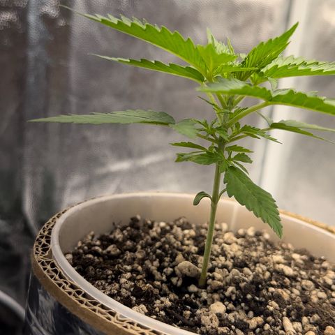 Cotton Candy  growlog photo: Mas um dia … querendo já colocar Fert kkkkkk