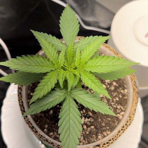 Cotton Candy  growlog photo: Mas um dia … querendo já colocar Fert kkkkkk