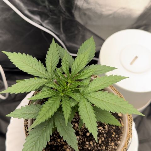 Cotton Candy  growlog photo: Mas um dia de cultivo e regajem Agua natural Ph 6.6