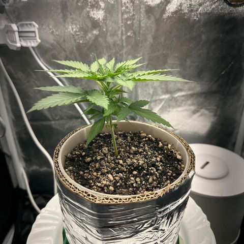 Cotton Candy  growlog photo: Mas um dia de cultivo e regajem Agua natural Ph 6.6