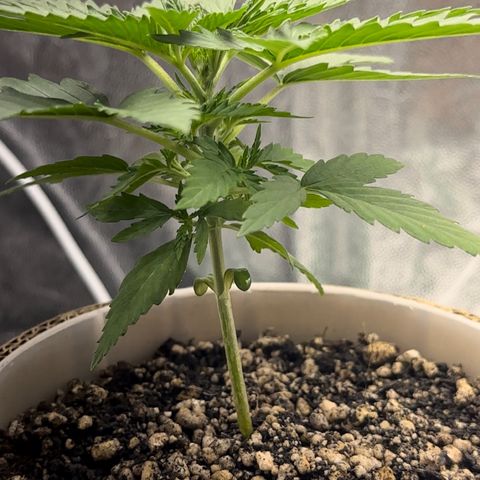 Cotton Candy  growlog photo: Mas um dia de cultivo e regajem Agua natural Ph 6.6