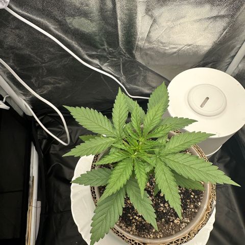 Cotton Candy  growlog photo: Mas um dia de cultivo e regajem Agua natural Ph 6.6