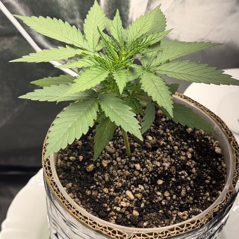 Cotton Candy  growlog photo: Mas um dia de cultivo e regajem Agua natural Ph 6.6