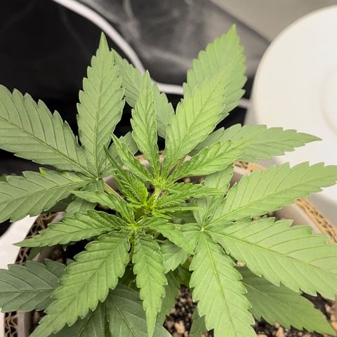 Cotton Candy  growlog photo: Mas um dia de cultivo e regajem Agua natural Ph 6.6