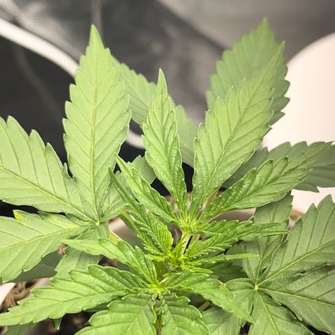 Cotton Candy  growlog photo: Mas um dia de cultivo e regajem Agua natural Ph 6.6