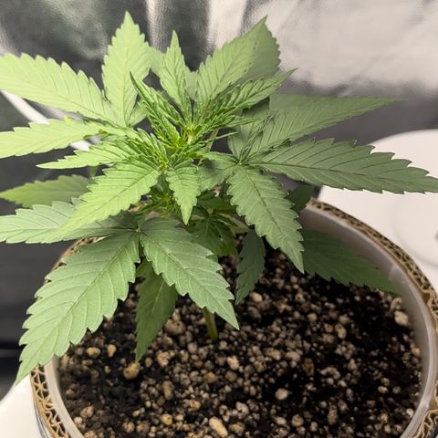 Cotton Candy  growlog photo: Mas um dia de cultivo e regajem Agua natural Ph 6.6