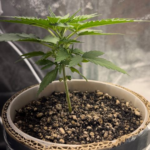 Cotton Candy  growlog photo: Mas um dia de cultivo e regajem Agua natural Ph 6.6