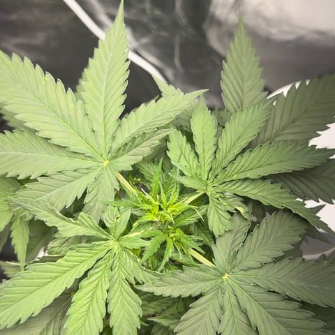 Cotton Candy  growlog photo: Elas com 26 dias está com algumas folhas tipo comida 