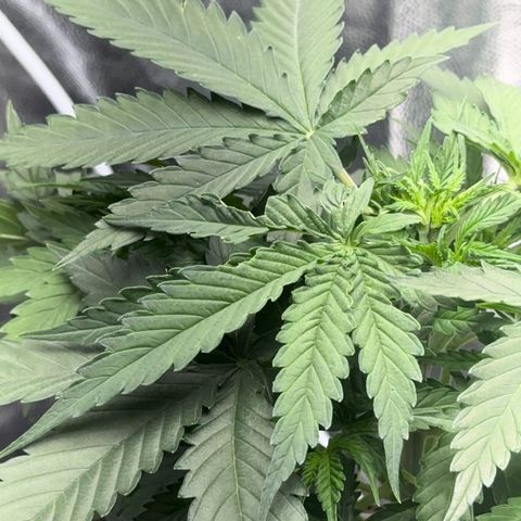 Cotton Candy  growlog photo: Elas com 26 dias está com algumas folhas tipo comida 