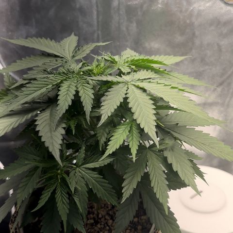 Cotton Candy  growlog photo: Elas com 26 dias está com algumas folhas tipo comida 