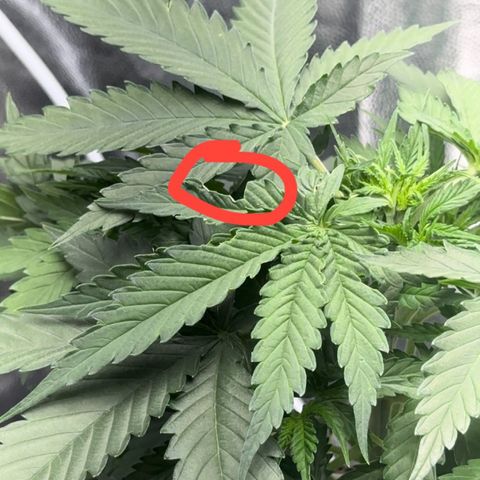 Cotton Candy  growlog photo: Elas com 26 dias está com algumas folhas tipo comida 