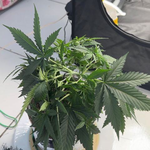 Cotton Candy  growlog photo: Hoje fiz uma amarra no galho principal e fiz umas limpeza de folhas depois apertei todos talos .