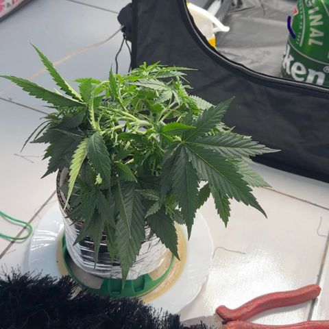 Cotton Candy  growlog photo: Hoje fiz uma amarra no galho principal e fiz umas limpeza de folhas depois apertei todos talos .