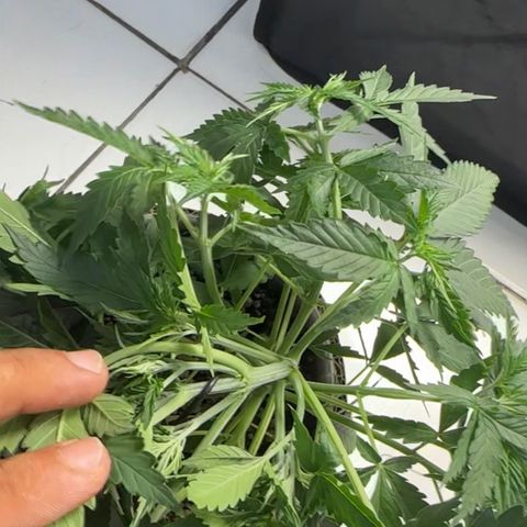 Cotton Candy  growlog photo: Hoje fiz uma amarra no galho principal e fiz umas limpeza de folhas depois apertei todos talos .