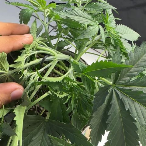 Cotton Candy  growlog photo: Hoje fiz uma amarra no galho principal e fiz umas limpeza de folhas depois apertei todos talos .
