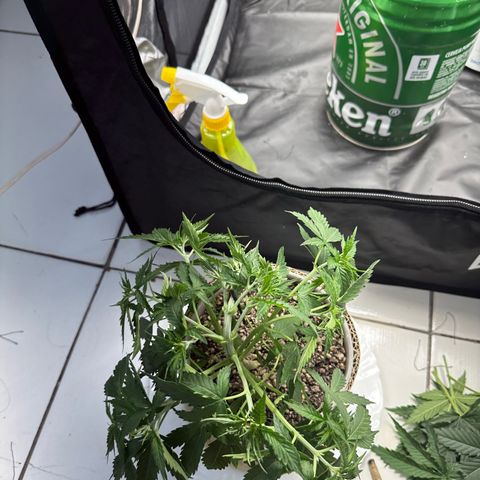 Cotton Candy  growlog photo: Depois de tudo feito limpeza das folhas estresse e mas amarras…. Foi regado só com Agua ph 6.5