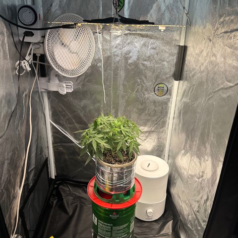 Cotton Candy  growlog photo: Depois de tudo feito limpeza das folhas estresse e mas amarras…. Foi regado só com Agua ph 6.5