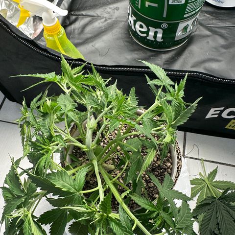 Cotton Candy  growlog photo: Depois de tudo feito limpeza das folhas estresse e mas amarras…. Foi regado só com Agua ph 6.5