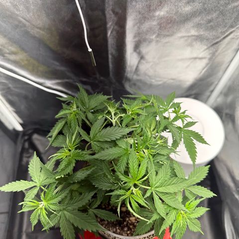 Cotton Candy  growlog photo: Depois de tudo feito limpeza das folhas estresse e mas amarras…. Foi regado só com Agua ph 6.5