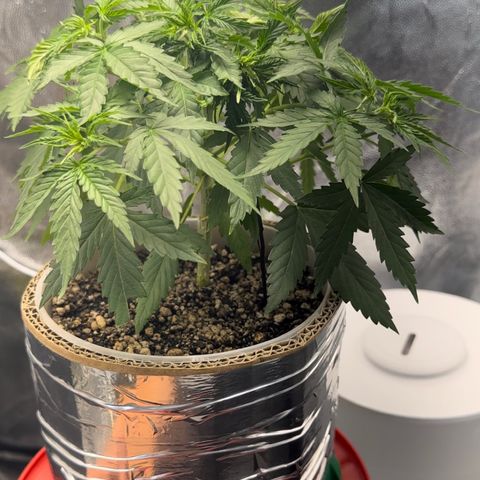 Cotton Candy  growlog photo: Depois de tudo feito limpeza das folhas estresse e mas amarras…. Foi regado só com Agua ph 6.5