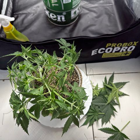 Cotton Candy  growlog photo: Depois de tudo feito limpeza das folhas estresse e mas amarras…. Foi regado só com Agua ph 6.5