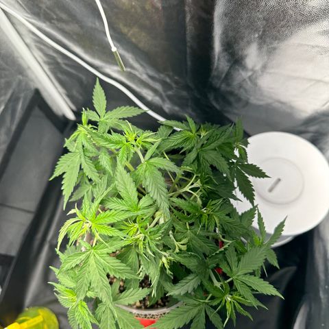 Cotton Candy  growlog photo: Depois de tudo feito limpeza das folhas estresse e mas amarras…. Foi regado só com Agua ph 6.5