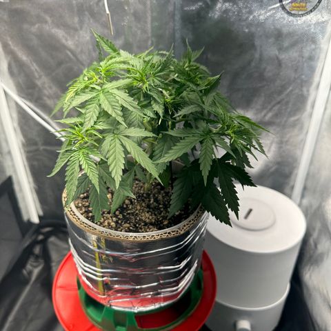 Cotton Candy  growlog photo: Depois de tudo feito limpeza das folhas estresse e mas amarras…. Foi regado só com Agua ph 6.5